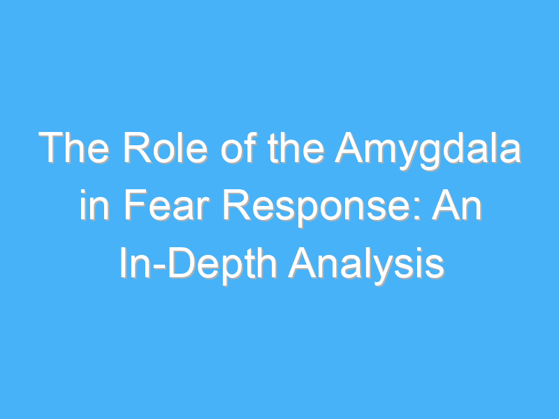 the role of the amygdala in fear response an in depth analysis 2960