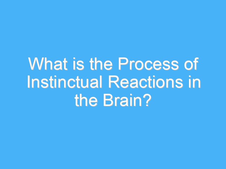What is the Process of Instinctual Reactions in the Brain?