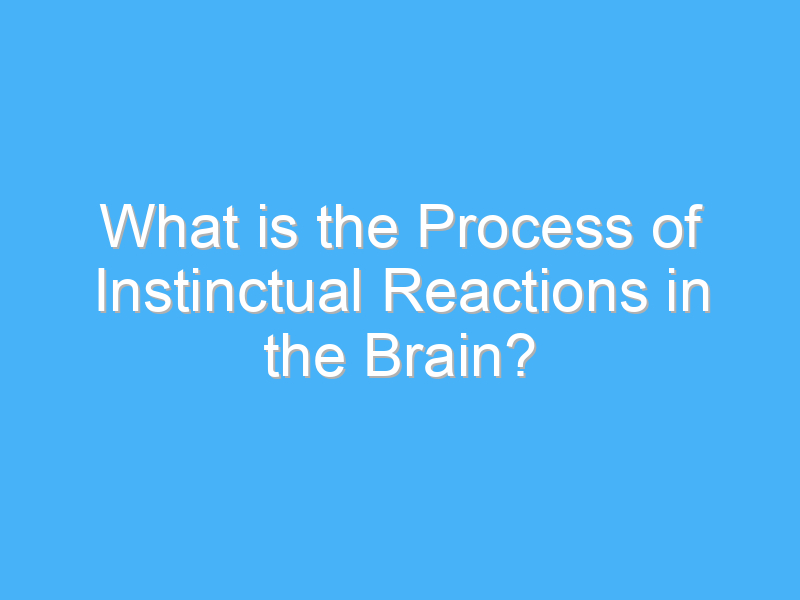 what is the process of instinctual reactions in the brain 3064 1