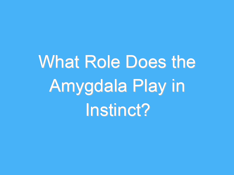 what role does the amygdala play in instinct 1772 1