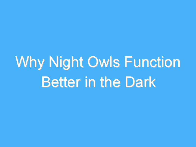 why night owls function better in the dark 956